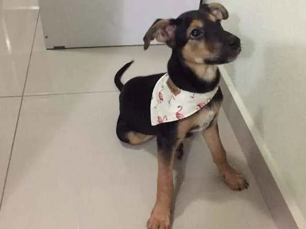 Cachorro ra a Vira-lata idade 2 a 6 meses nome Capitu