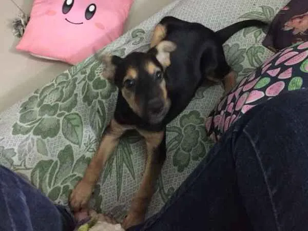 Cachorro ra a Vira-lata idade 2 a 6 meses nome Capitu