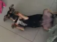 Capitu