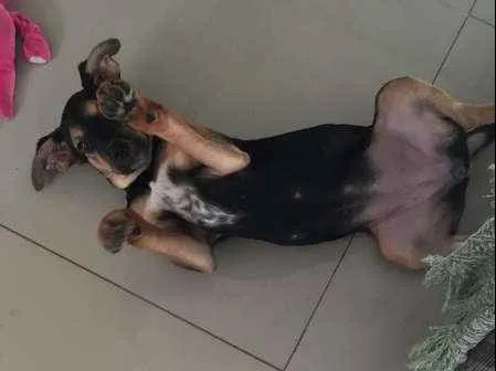 Cachorro ra a Vira-lata idade 2 a 6 meses nome Capitu