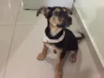 Capitu