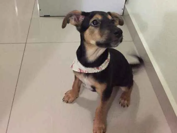 Cachorro ra a Vira-lata idade 2 a 6 meses nome Capitu