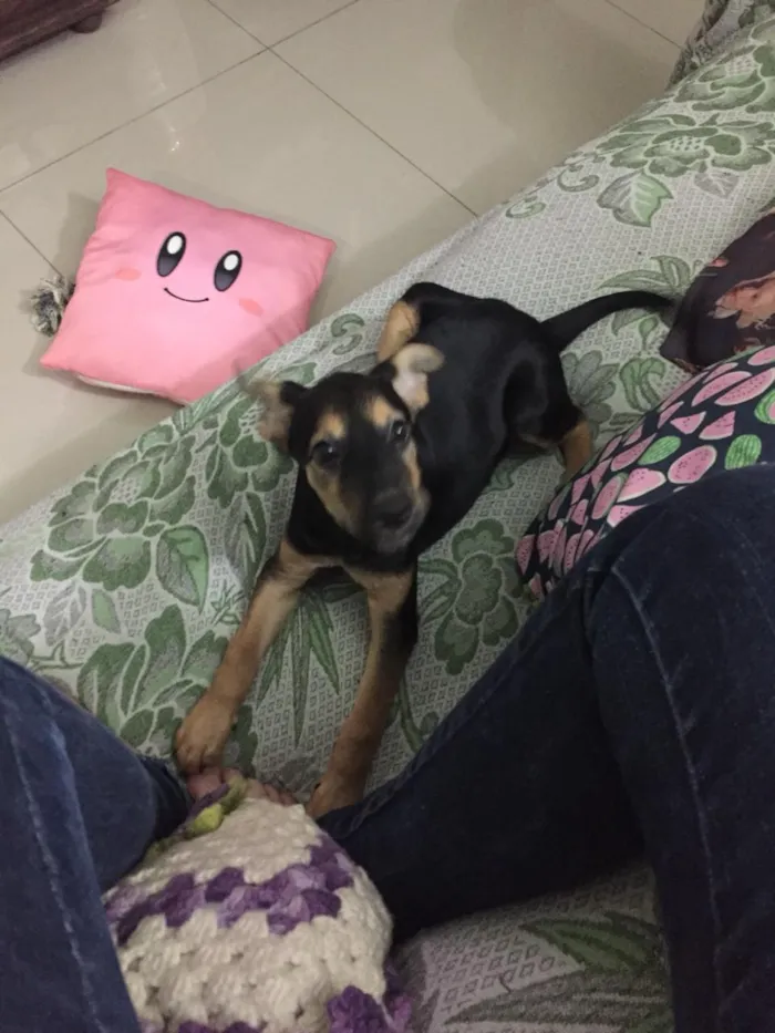 Cachorro ra a Vira-lata idade 2 a 6 meses nome Capitu