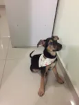 Capitu