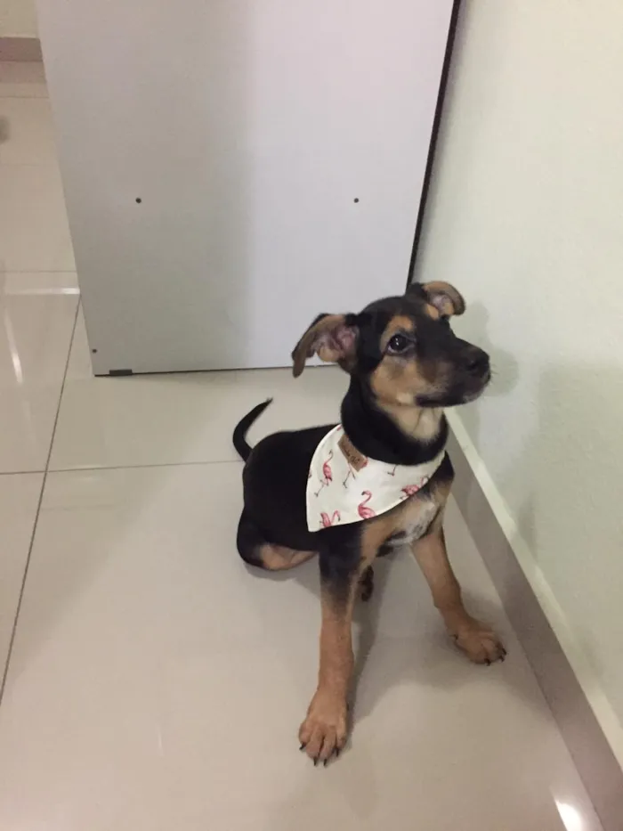 Cachorro ra a Vira-lata idade 2 a 6 meses nome Capitu