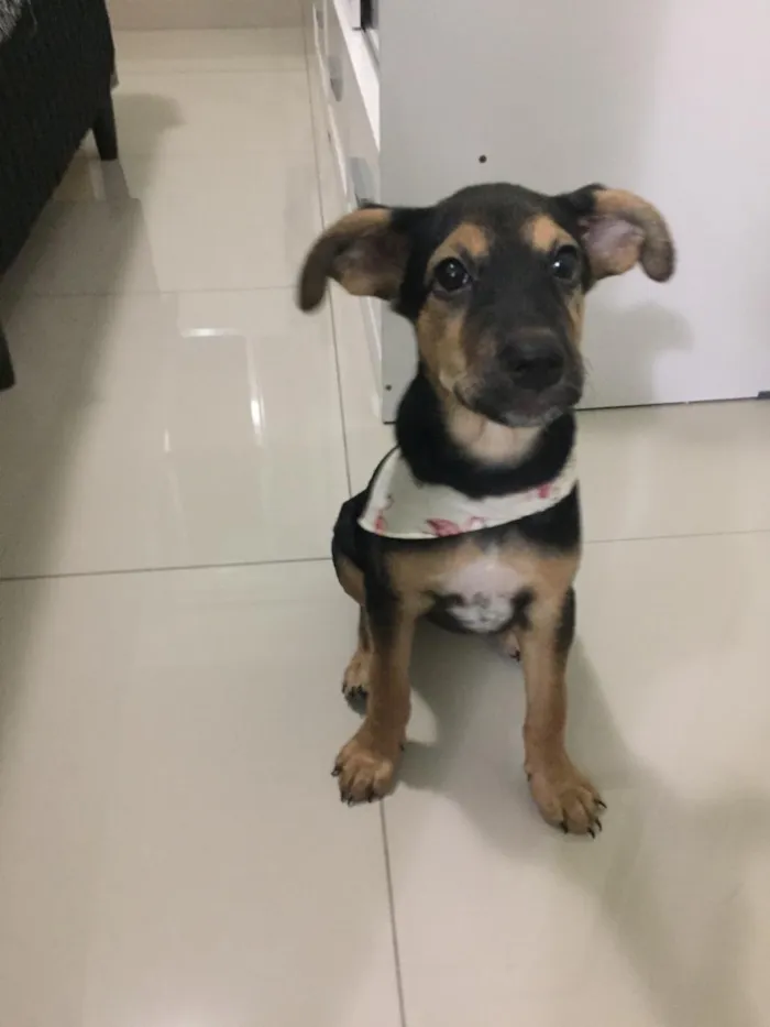 Cachorro ra a Vira-lata idade 2 a 6 meses nome Capitu