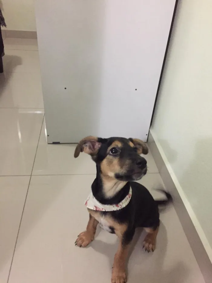 Cachorro ra a Vira-lata idade 2 a 6 meses nome Capitu