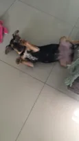 Capitu