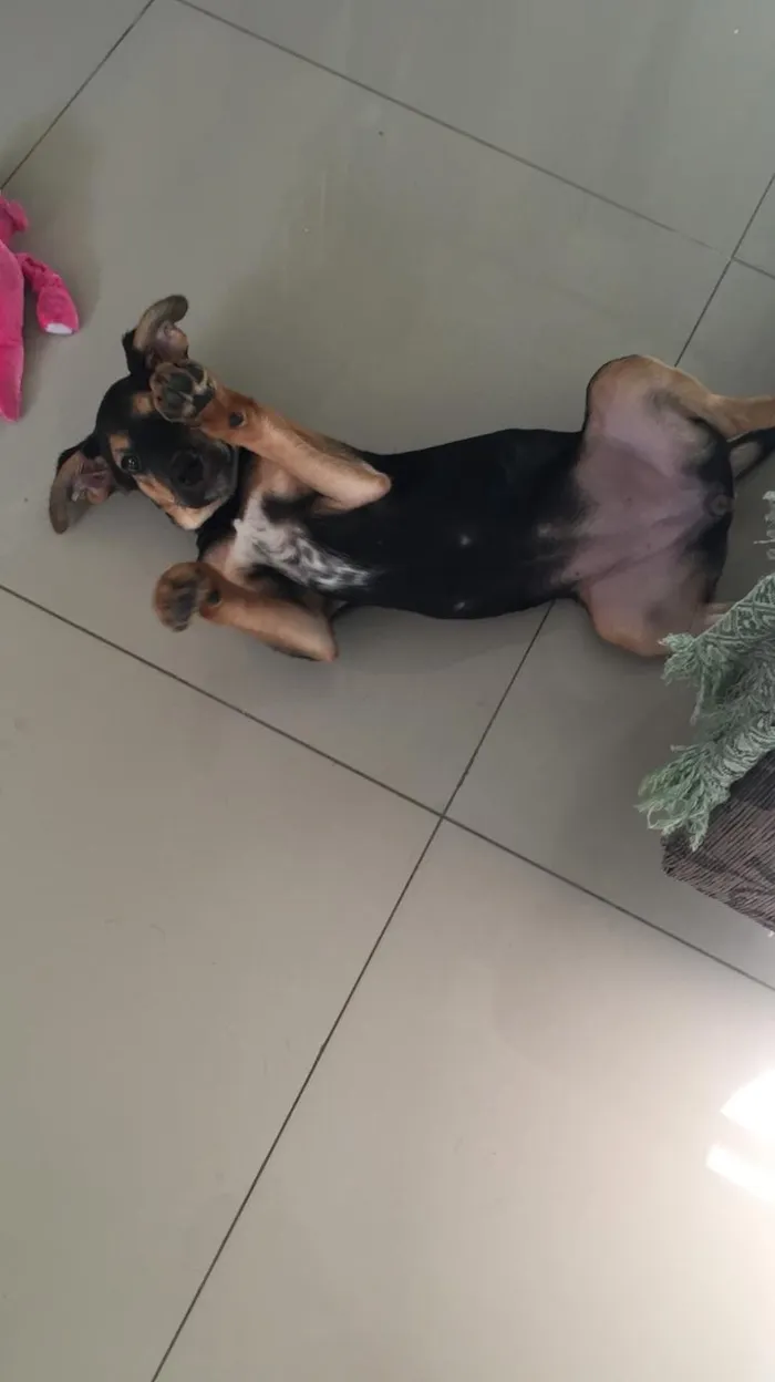 Cachorro ra a Vira-lata idade 2 a 6 meses nome Capitu