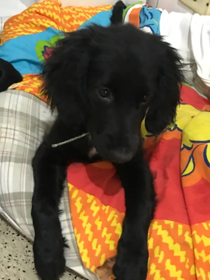 Cachorro ra a SRD idade  nome Snoopy e Cocker