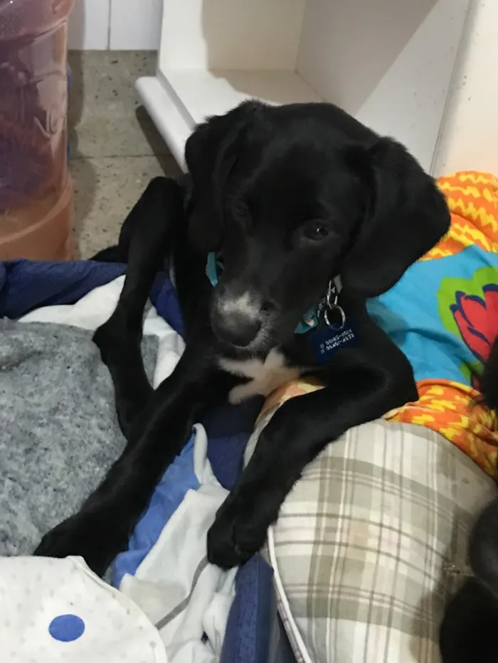Cachorro ra a SRD idade  nome Snoopy e Cocker