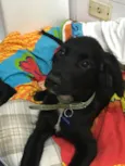 Snoopy e Cocker