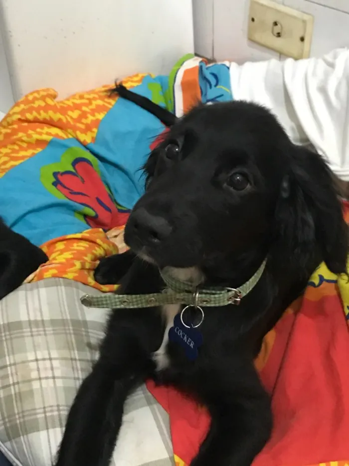 Cachorro ra a SRD idade  nome Snoopy e Cocker