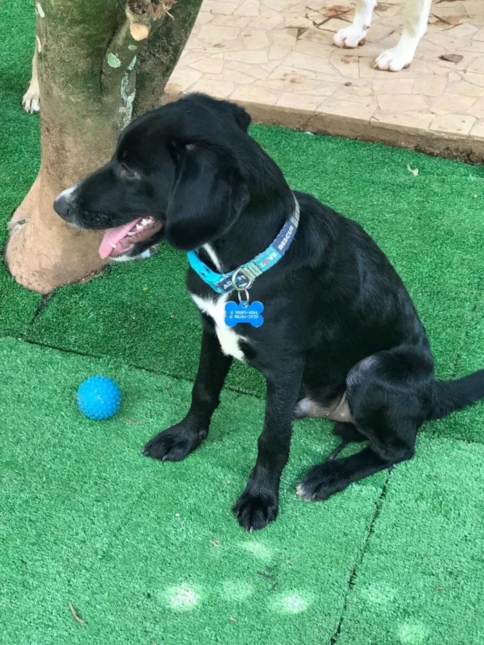 Cachorro ra a SRD idade  nome Snoopy e Cocker