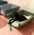 Snoopy e Cocker