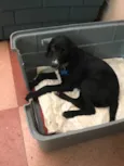 Snoopy e Cocker