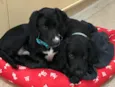 Snoopy e Cocker