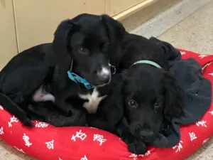 Cachorro raça SRD idade  nome Snoopy e Cocker