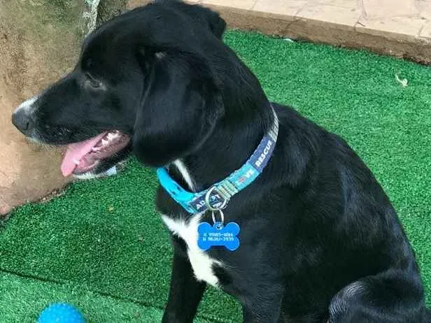 Cachorro ra a SRD idade  nome Snoopy e Cocker