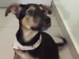 Capitu