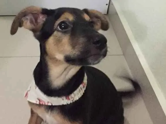 Cachorro ra a Vira-lata idade 2 a 6 meses nome Capitu