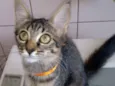 gatos