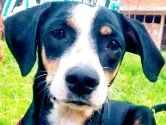 Cachorro ra a srd idade 2 anos nome Vitória 