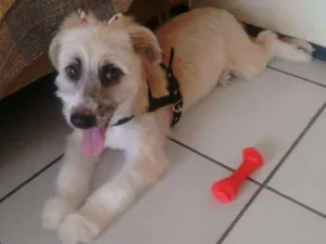 Cachorro raça  idade 2 a 6 meses nome Flor