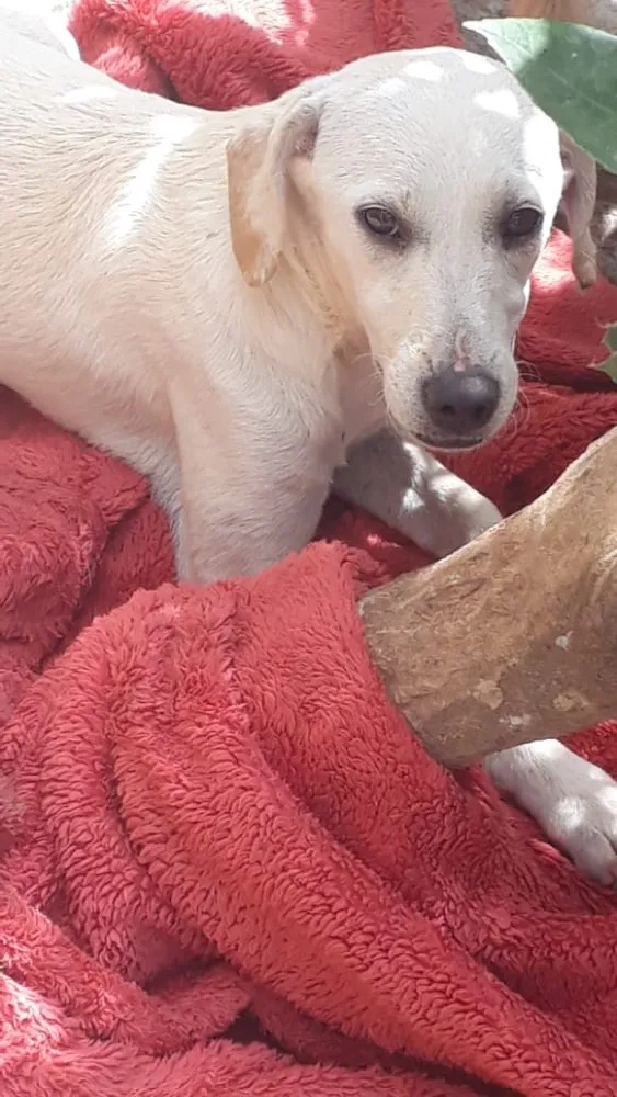 Cachorro ra a Srd idade 7 a 11 meses nome Juju