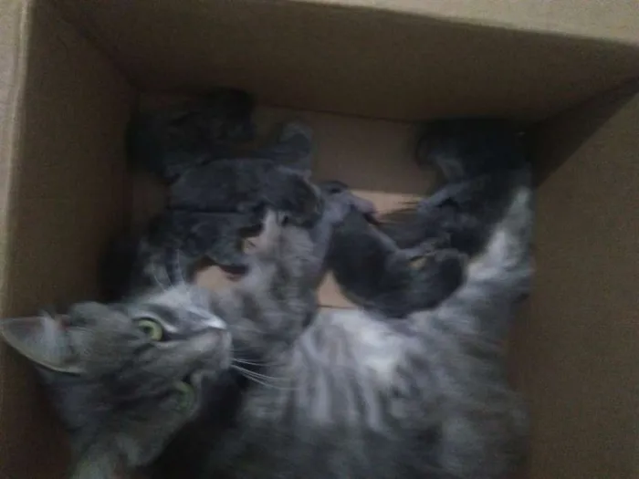 Gato ra a Desconhecida idade Abaixo de 2 meses nome Madu/polenta