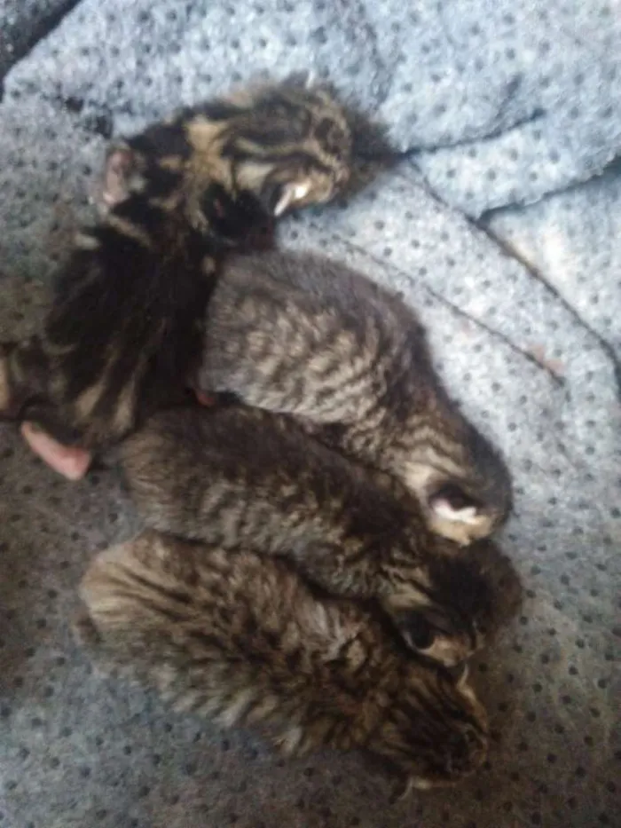 Gato ra a Desconhecida idade Abaixo de 2 meses nome Madu/polenta
