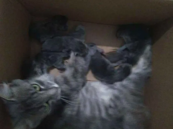 Gato ra a Desconhecida idade Abaixo de 2 meses nome Madu/polenta