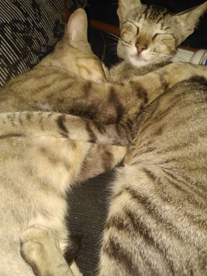 Gato ra a Desconhecida idade Abaixo de 2 meses nome Madu/polenta