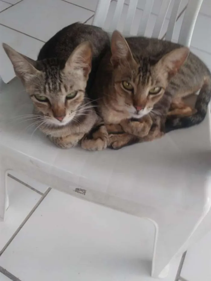Gato ra a Desconhecida idade Abaixo de 2 meses nome Madu/polenta