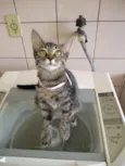 gatos