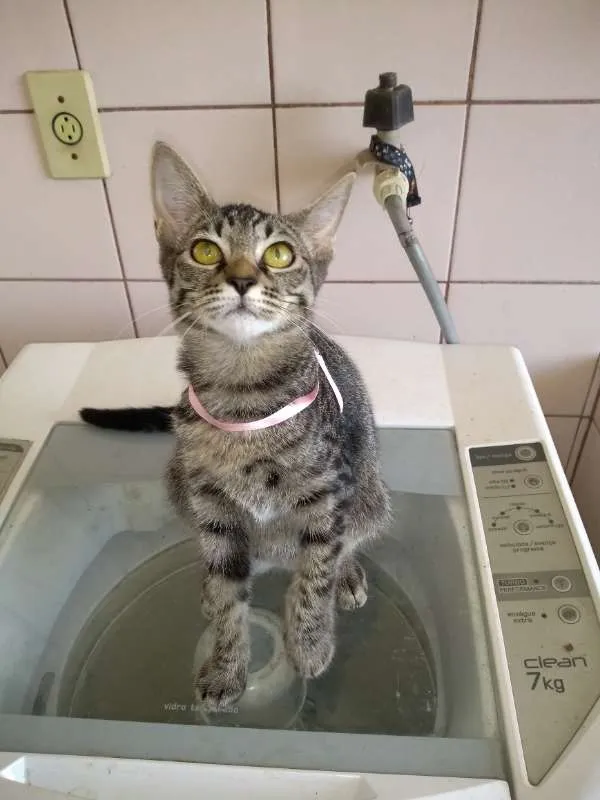 Gato raça SRD idade 2 a 6 meses nome gatos