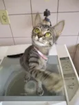 gatos