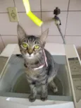 gatos