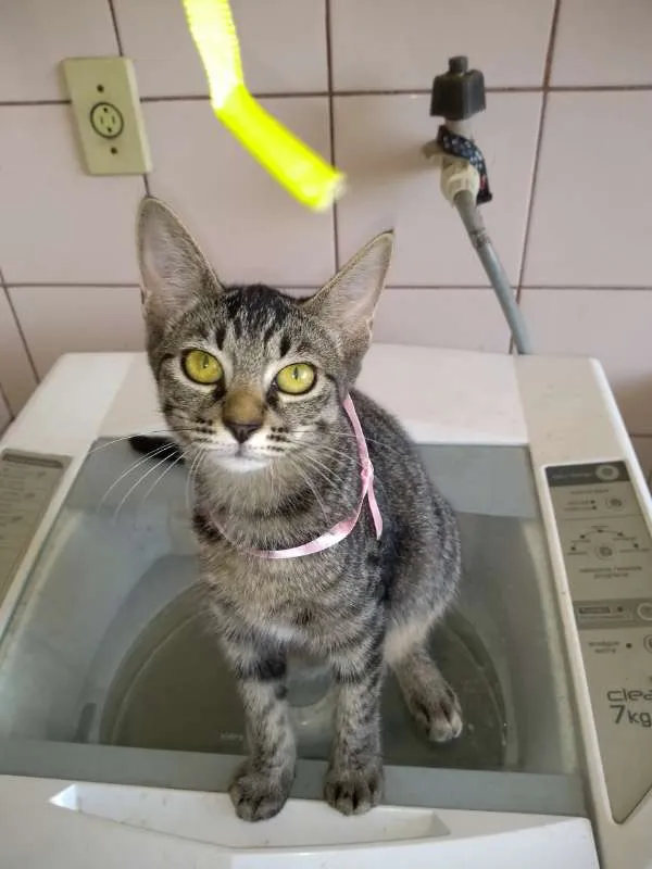 Gato raça SRD idade 2 a 6 meses nome gatos