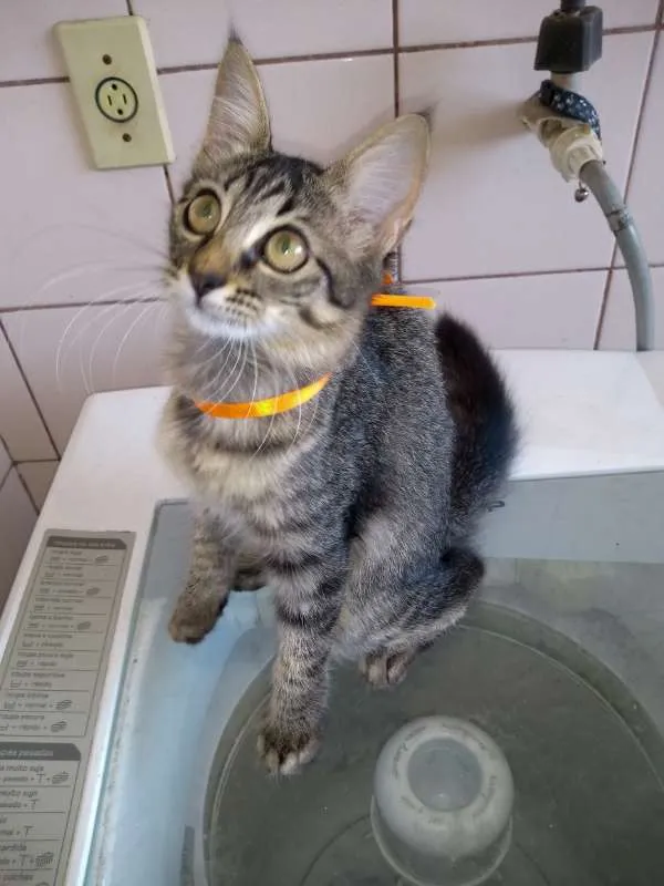 Gato raça SRD idade 2 a 6 meses nome gatos