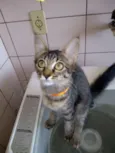 gatos