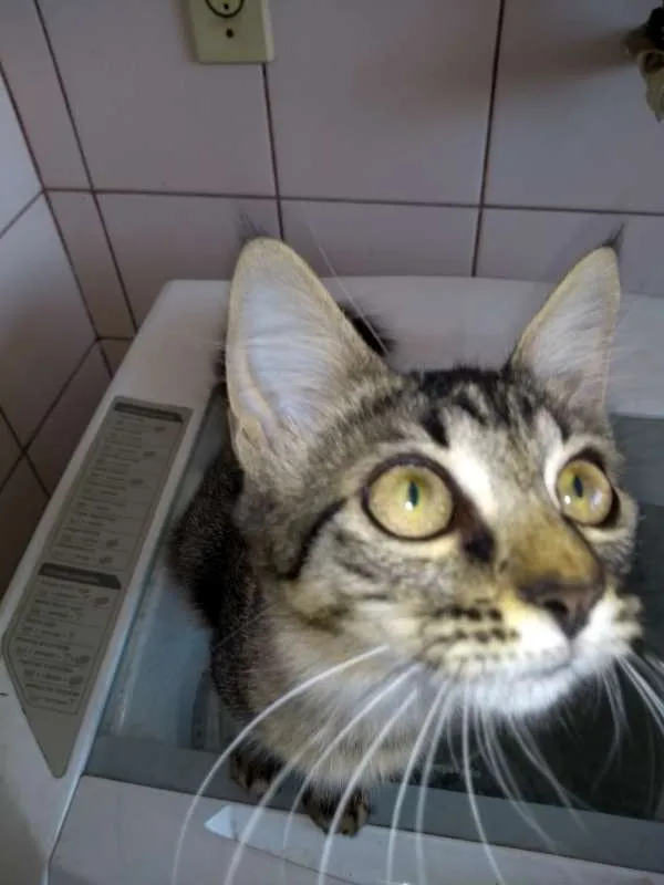 Gato raça SRD idade 2 a 6 meses nome gatos
