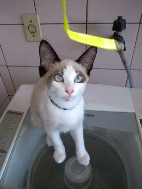 Gato raça SRD idade 2 a 6 meses nome gatos