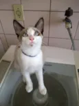 gatos