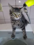 gatos