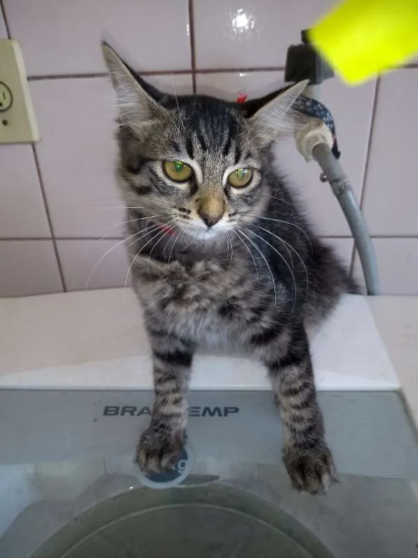 Gato raça SRD idade 2 a 6 meses nome gatos