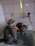 gatos