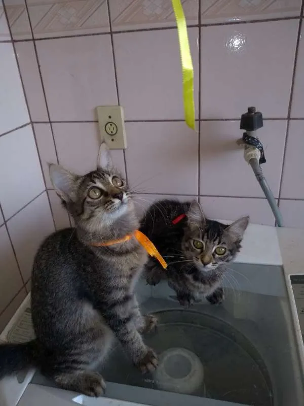 Gato raça SRD idade 2 a 6 meses nome gatos