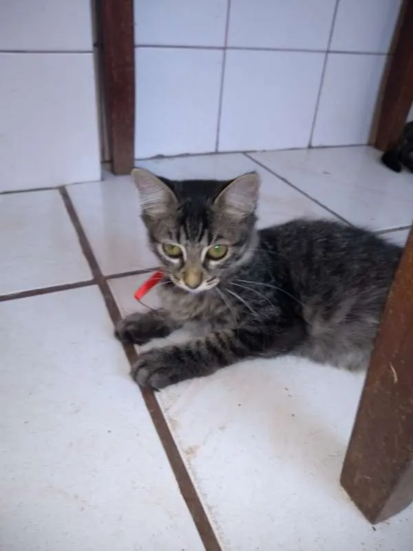 Gato raça SRD idade 2 a 6 meses nome gatos