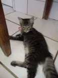 gatos